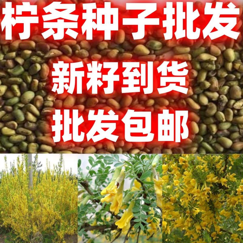 柠条种子，林灌木多年生柠条耐旱耐寒耐高温，小叶锦鸡种子