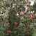 云南昭通糖心丑苹果🍎