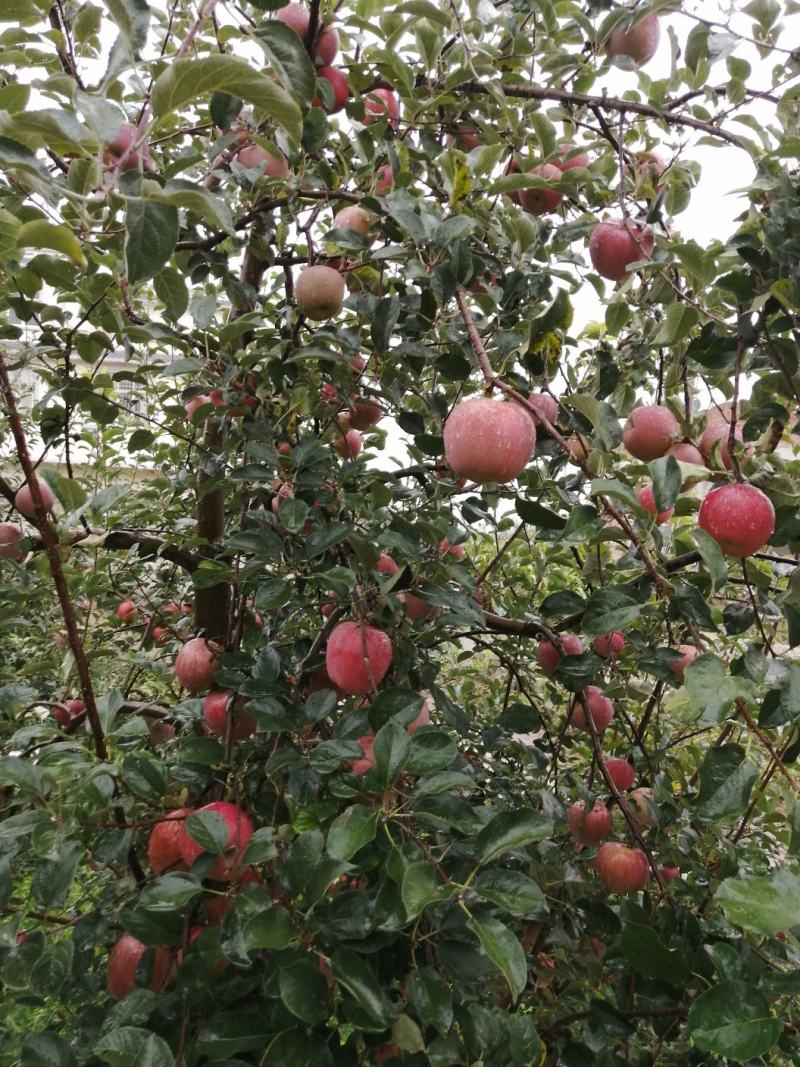 云南昭通糖心丑苹果🍎