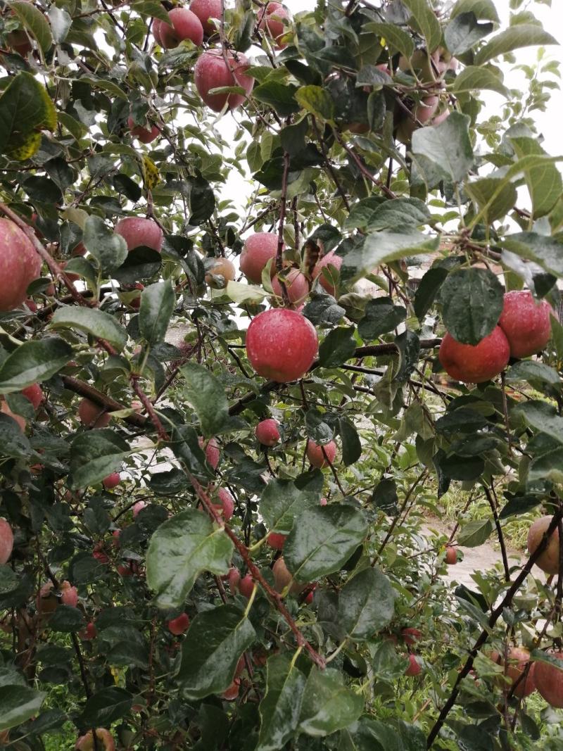 云南昭通糖心丑苹果🍎
