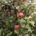 云南昭通糖心丑苹果🍎