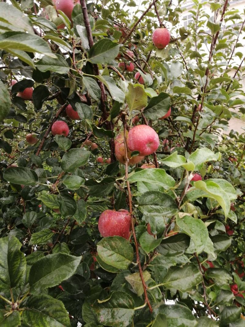 云南昭通糖心丑苹果🍎