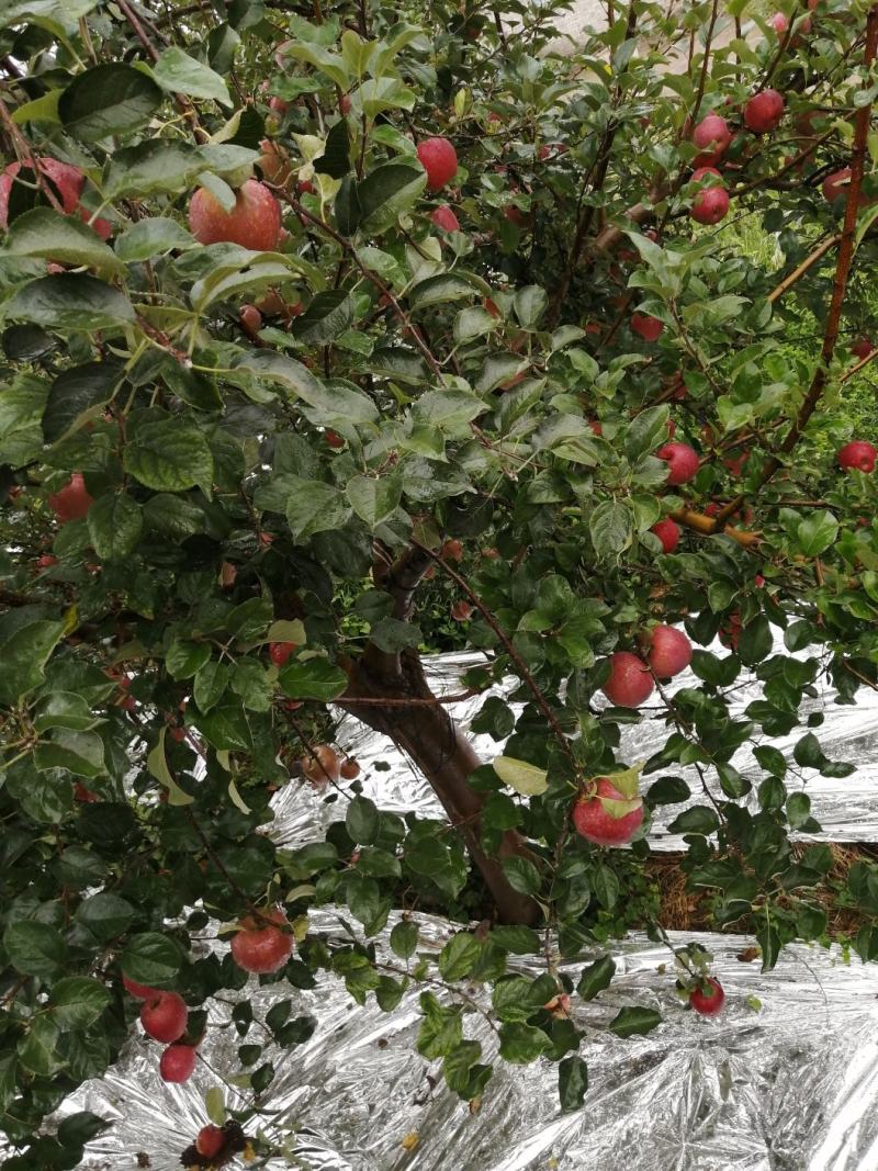 云南昭通糖心丑苹果🍎