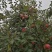 云南昭通糖心丑苹果🍎