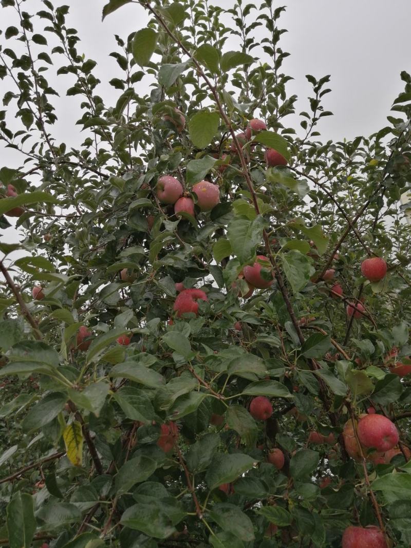 云南昭通糖心丑苹果🍎