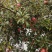 云南昭通糖心丑苹果🍎