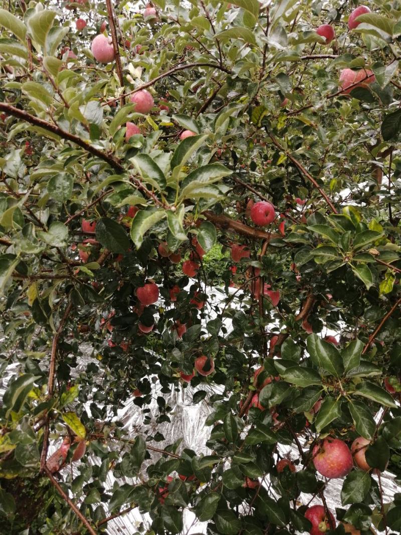 云南昭通糖心丑苹果🍎
