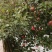 云南昭通糖心丑苹果🍎