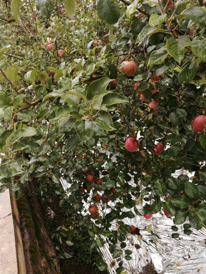 云南昭通糖心丑苹果🍎