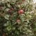 云南昭通糖心丑苹果🍎