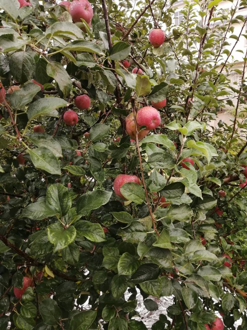 云南昭通糖心丑苹果🍎