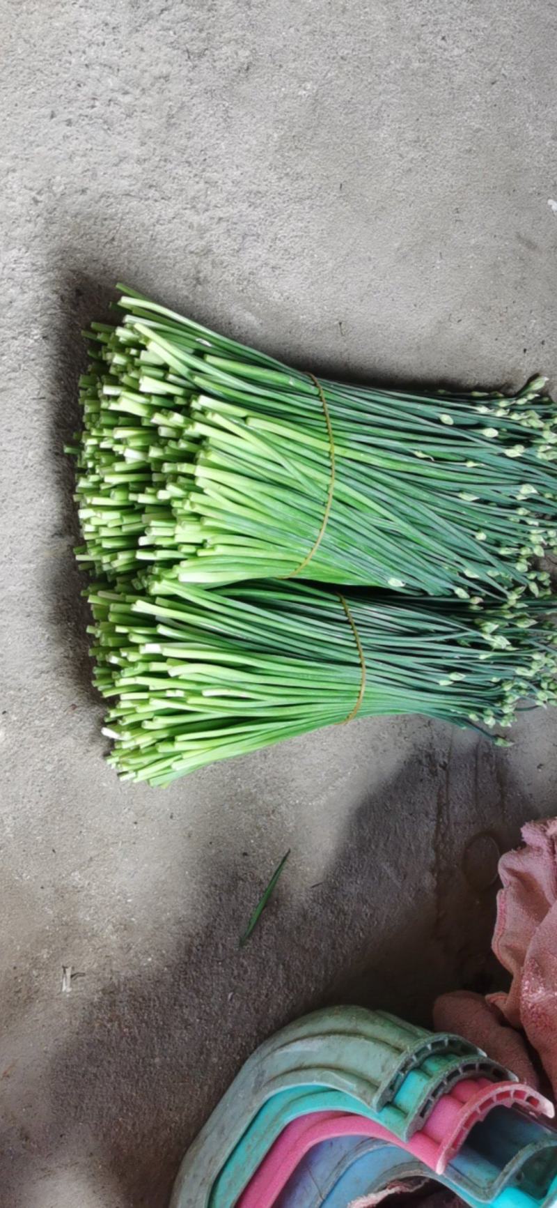 专业种植韭菜心苔，自产自销
