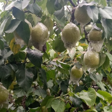 阳信鸭梨，驰名中外，有水果皇后之称。