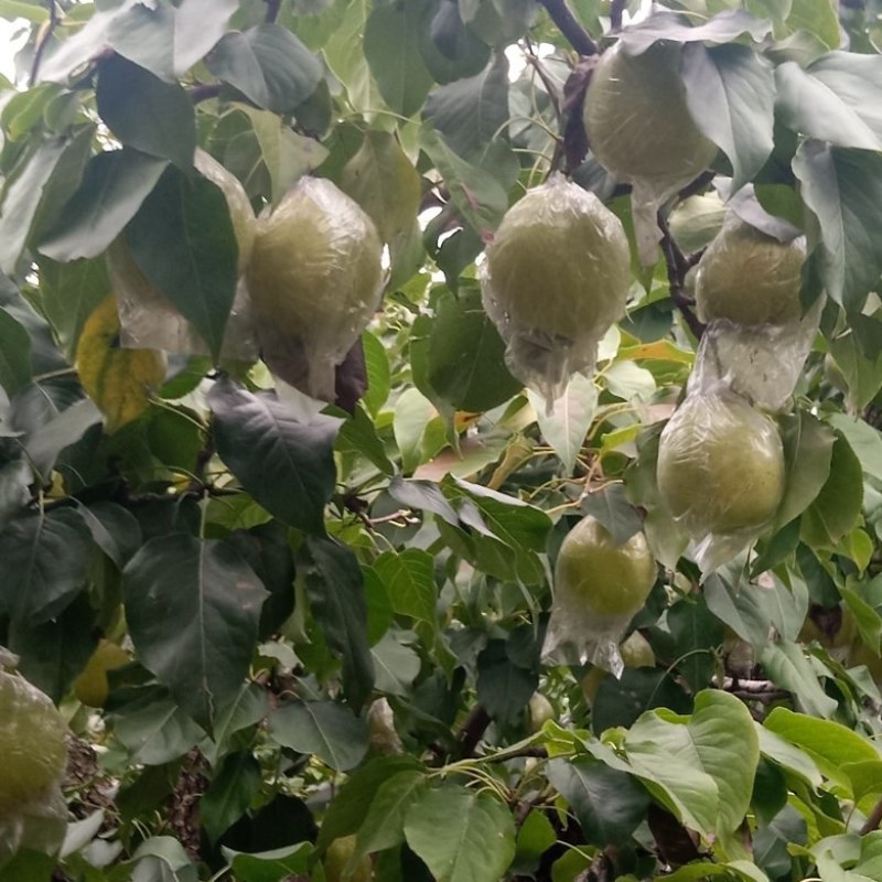 阳信鸭梨，驰名中外，有水果皇后之称。