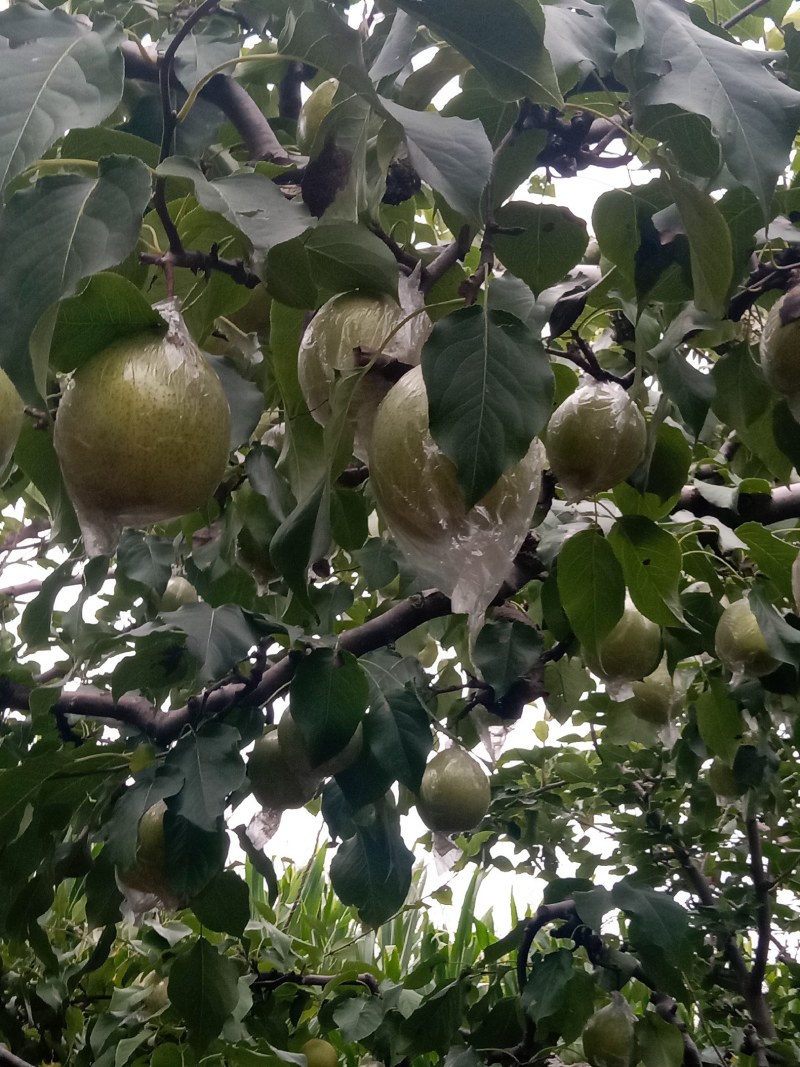 阳信鸭梨，驰名中外，有水果皇后之称。
