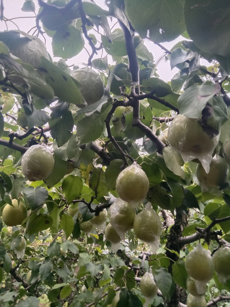 阳信鸭梨，驰名中外，有水果皇后之称。