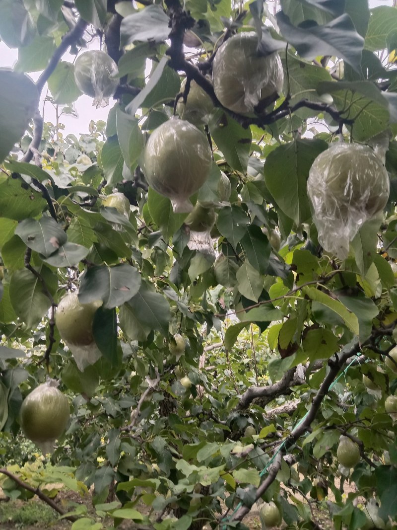 阳信鸭梨，驰名中外，有水果皇后之称。