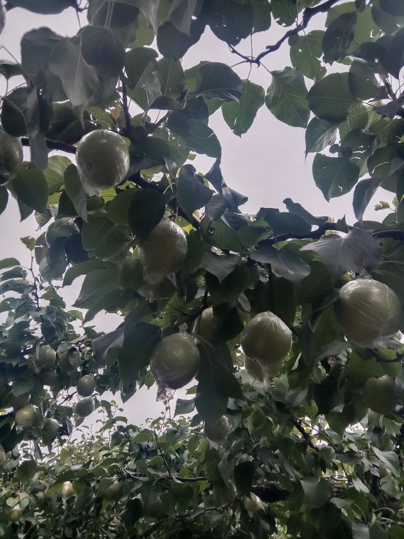 阳信鸭梨，驰名中外，有水果皇后之称。