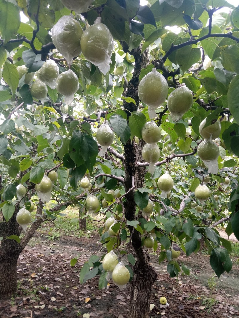 阳信鸭梨，驰名中外，有水果皇后之称。