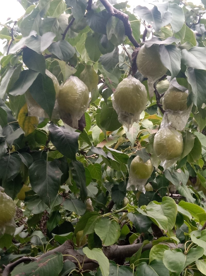 阳信鸭梨，驰名中外，有水果皇后之称。