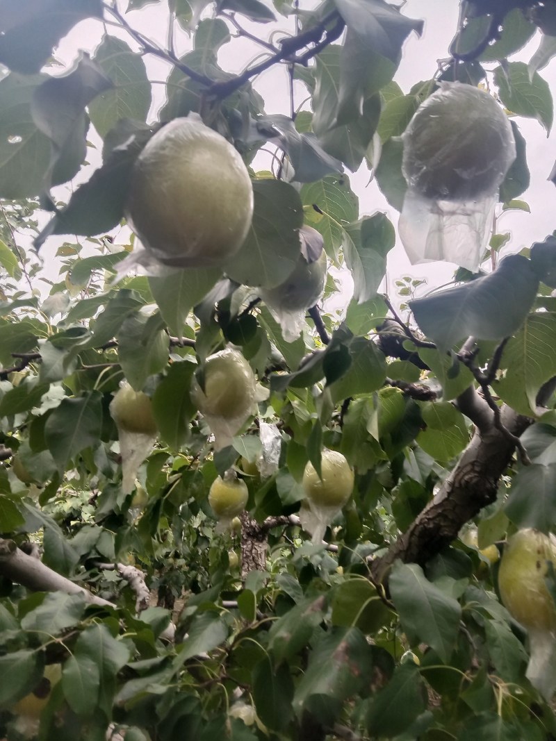 阳信鸭梨，驰名中外，有水果皇后之称。