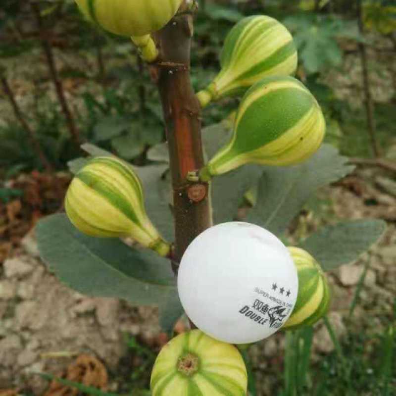 芭劳奈无花果苗苗基地斯特拉青花BNR布兰瑞克