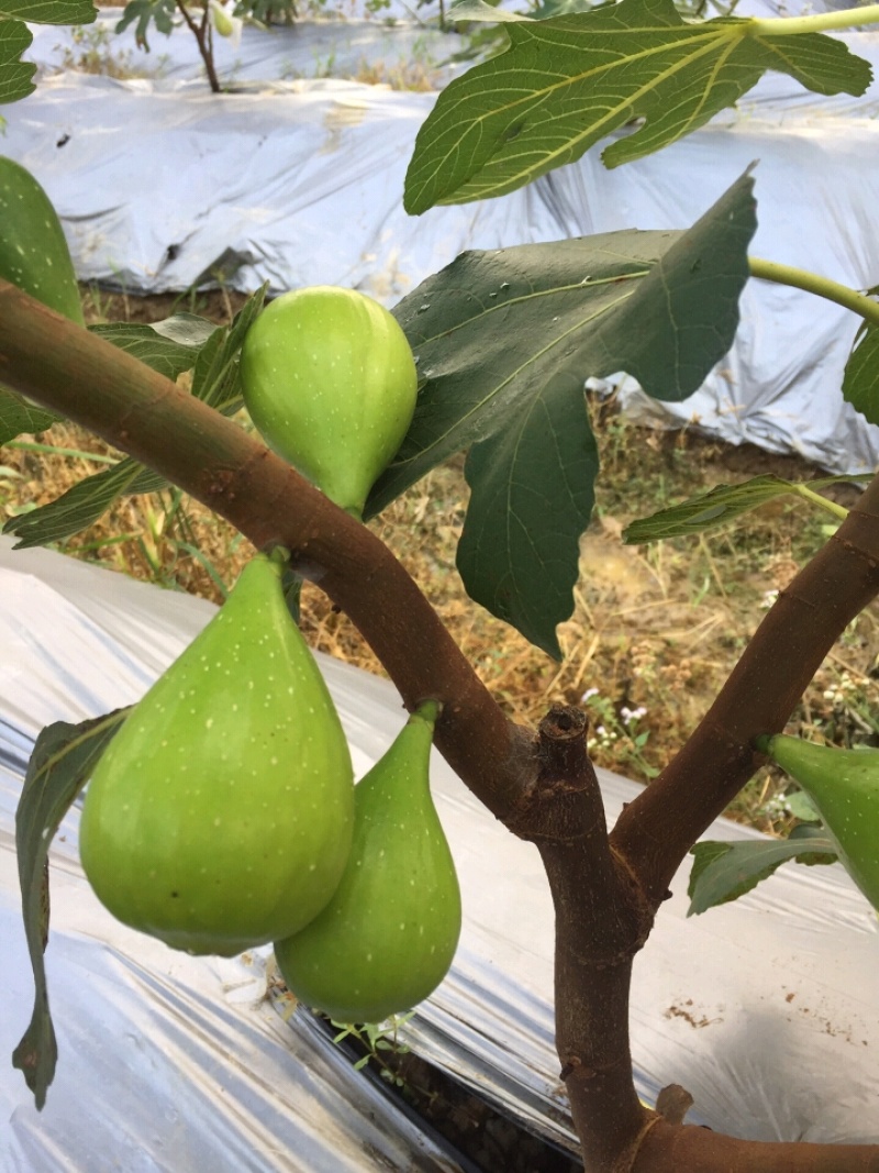芭劳奈无花果苗苗基地斯特拉青花BNR布兰瑞克