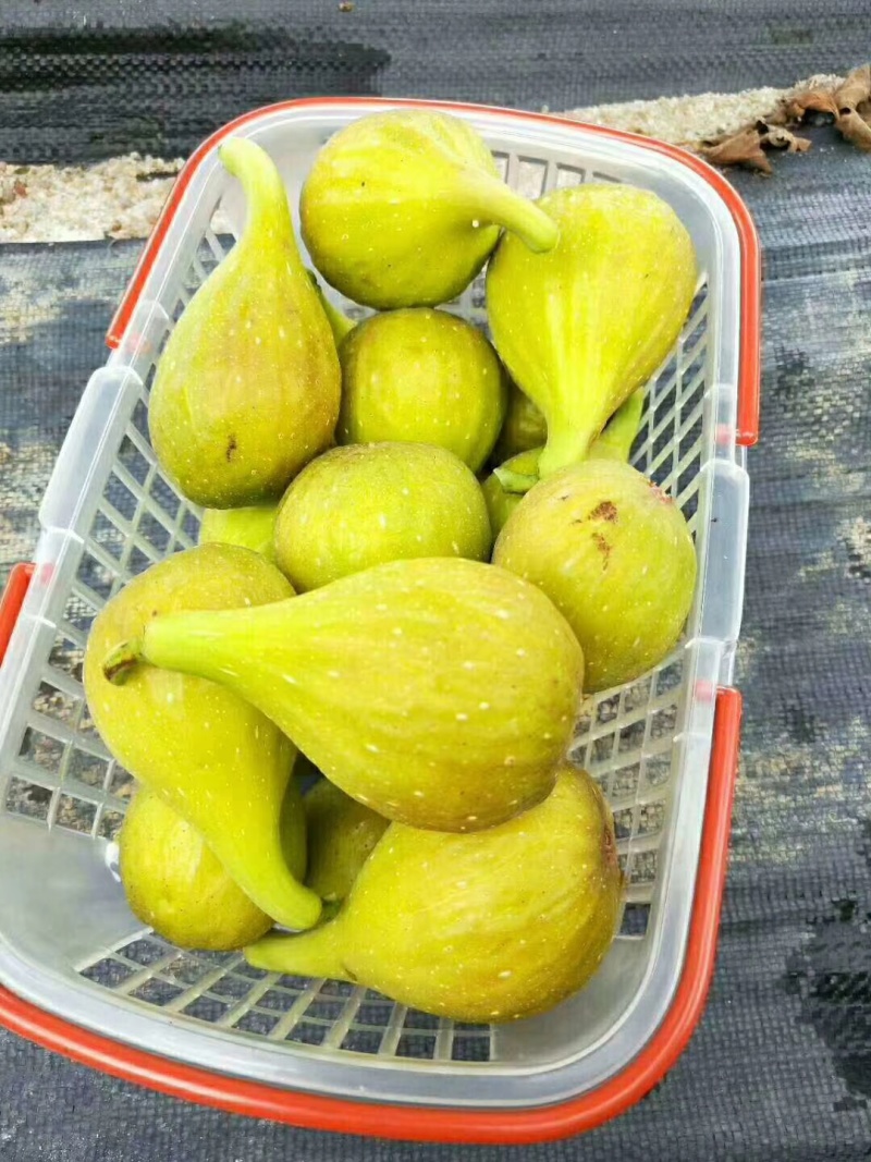 芭劳奈无花果苗苗基地斯特拉青花BNR布兰瑞克