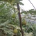 芭劳奈无花果苗苗基地斯特拉青花BNR布兰瑞克