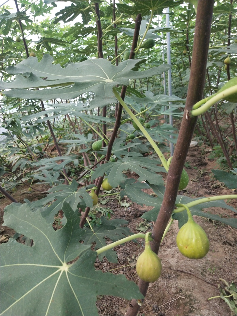 芭劳奈无花果苗苗基地斯特拉青花BNR布兰瑞克