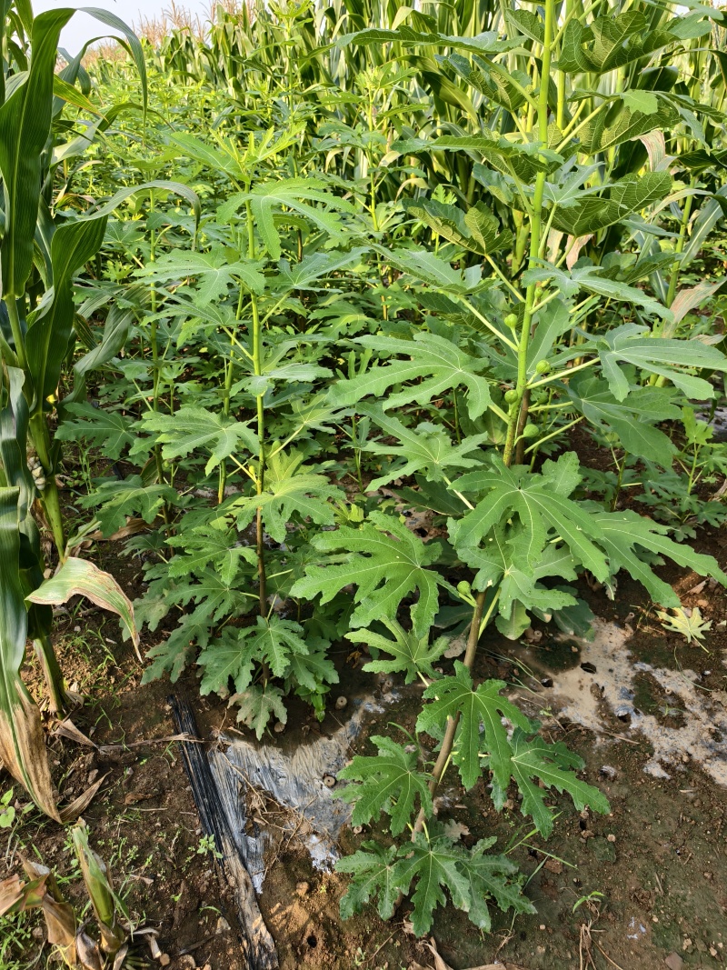 芭劳奈无花果苗苗基地斯特拉青花BNR布兰瑞克