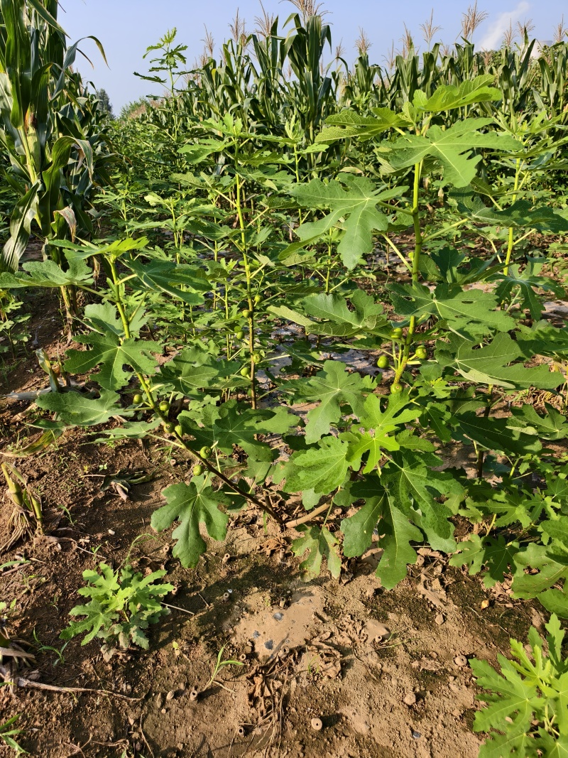 芭劳奈无花果苗苗基地斯特拉青花BNR布兰瑞克