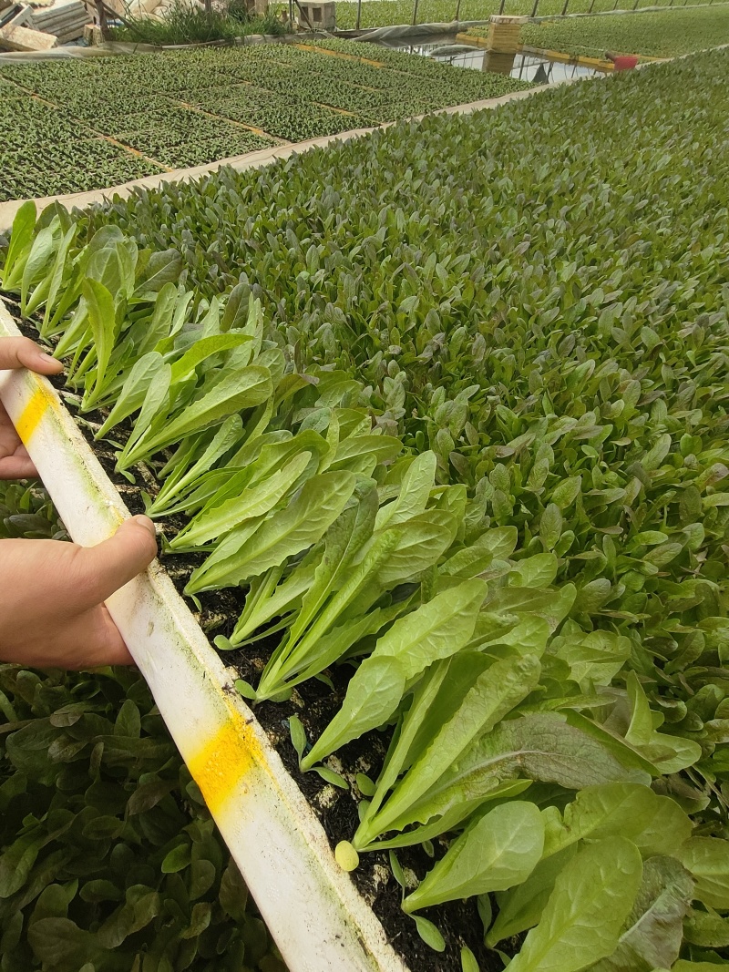莴笋苗苗子清秀全国发货