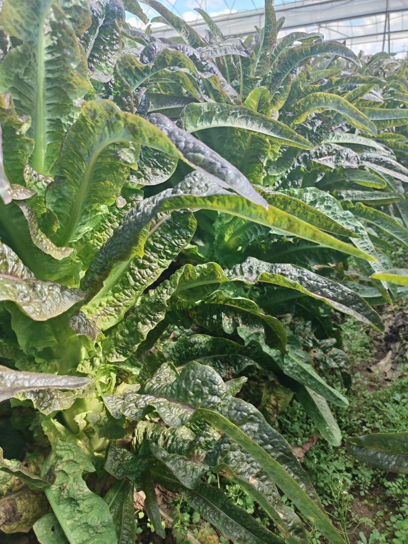 莴笋苗苗子清秀全国发货