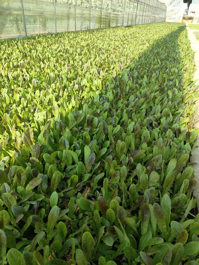 莴笋苗苗子清秀全国发货