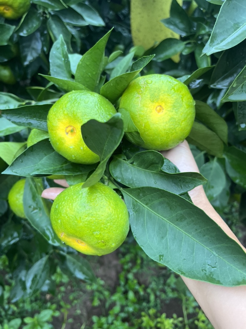 四川资阳蜜橘大量上市中，欢迎各位老板来产地洽谈