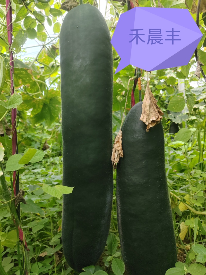 黑皮铁心实心大冬瓜，高产抗病长势强健的冬瓜种子
