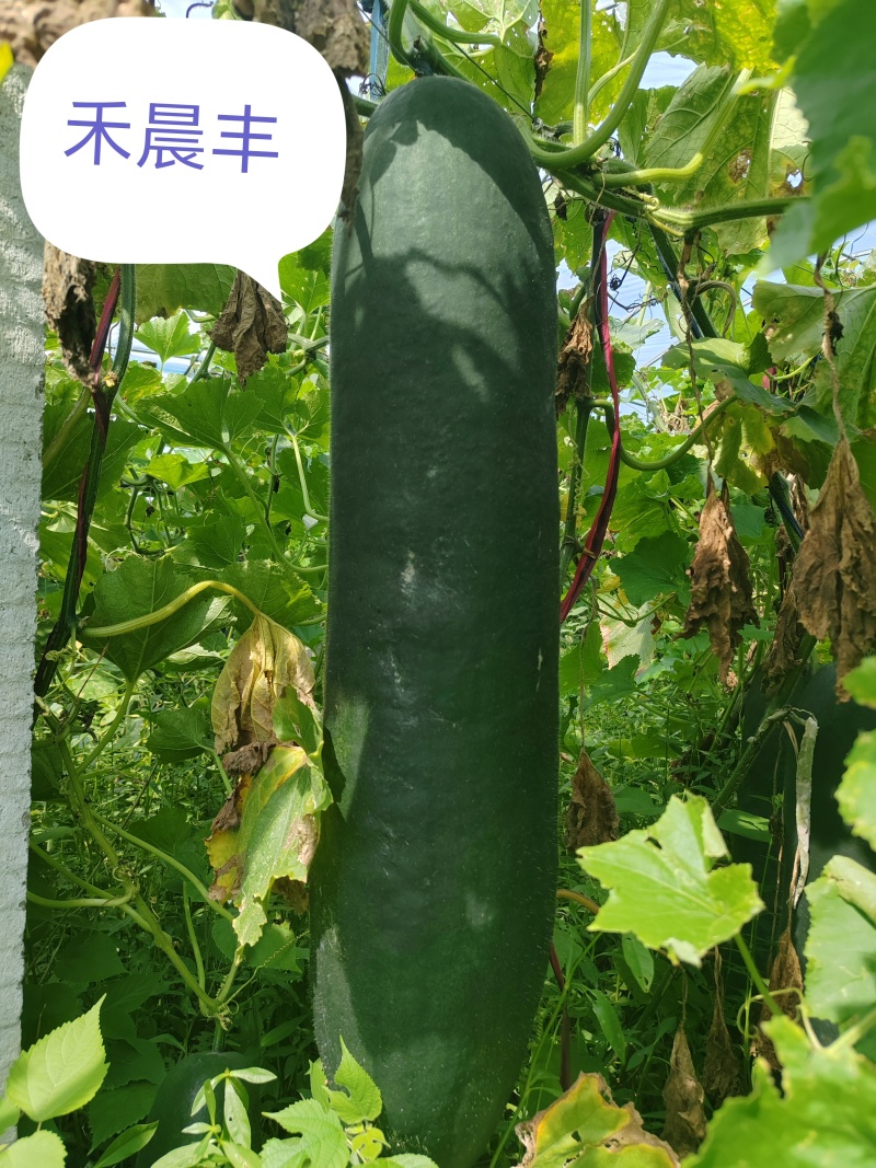 黑皮铁心实心大冬瓜，高产抗病长势强健的冬瓜种子