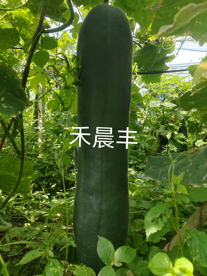 黑皮铁心实心大冬瓜，高产抗病长势强健的冬瓜种子
