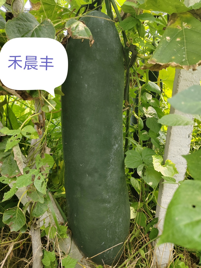 黑皮铁心实心大冬瓜，高产抗病长势强健的冬瓜种子