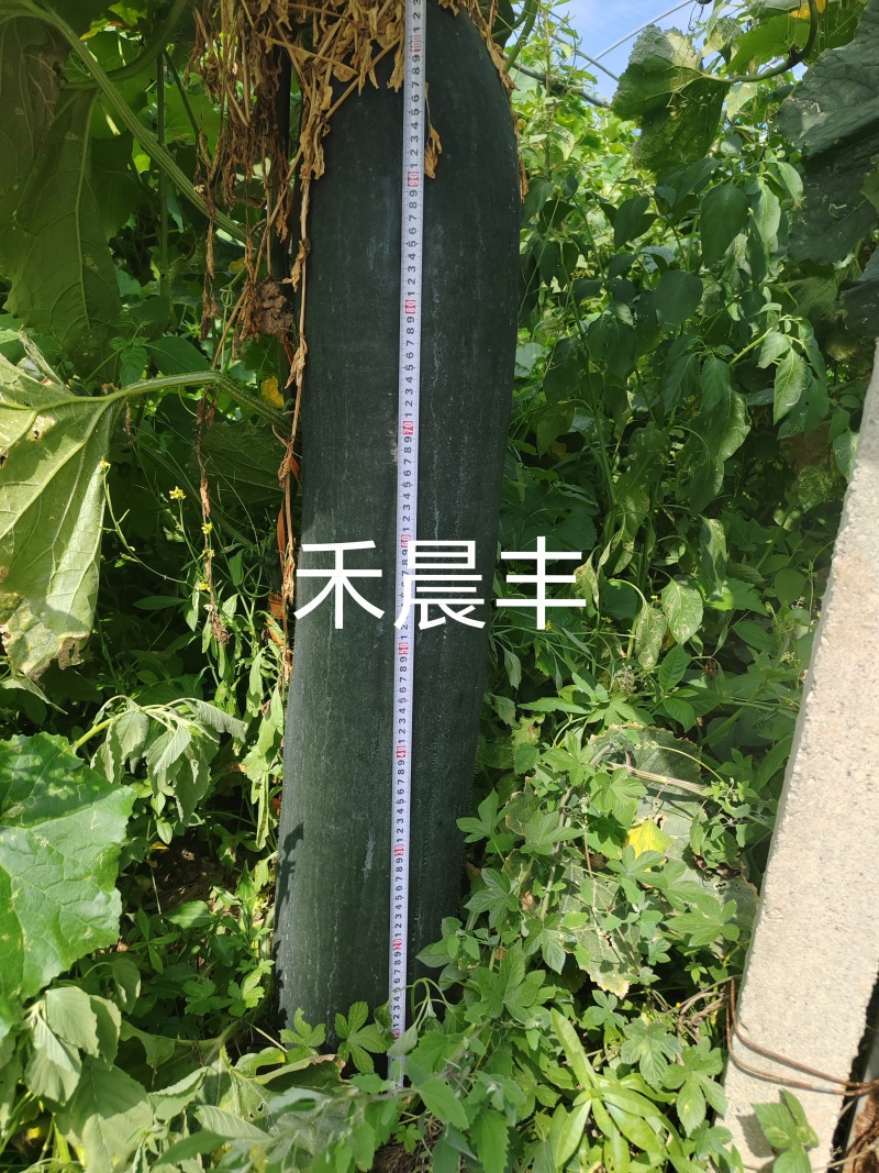 黑皮铁心实心大冬瓜，高产抗病长势强健的冬瓜种子