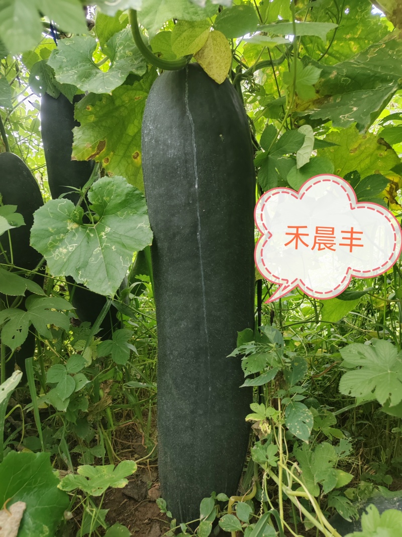 黑皮铁心实心大冬瓜，高产抗病长势强健的冬瓜种子