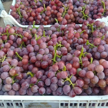 精品巨峰二茬大量现货供应各大商超所有链接
