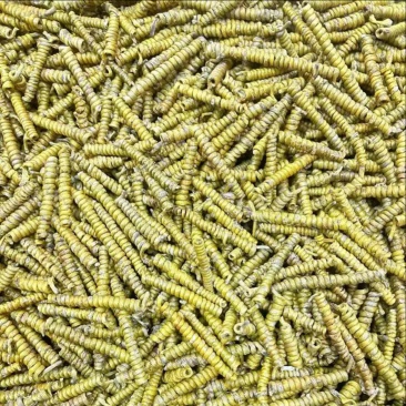 【石斛】石斛枫斗芽条米斛珍虫石斛龙头凤尾中药材