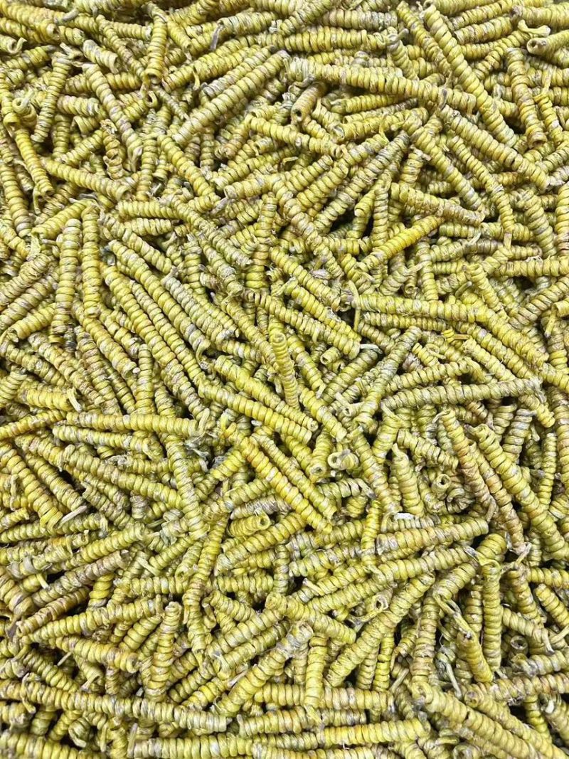 【石斛】石斛枫斗芽条米斛珍虫石斛龙头凤尾中药材