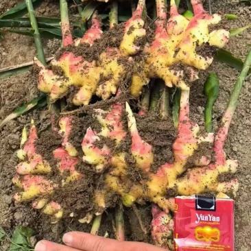 大量供应小黄姜电商货市场货
