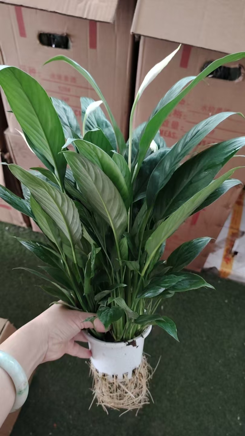 水培白掌一帆风顺桌面小盆栽水培绿植耐养包成活