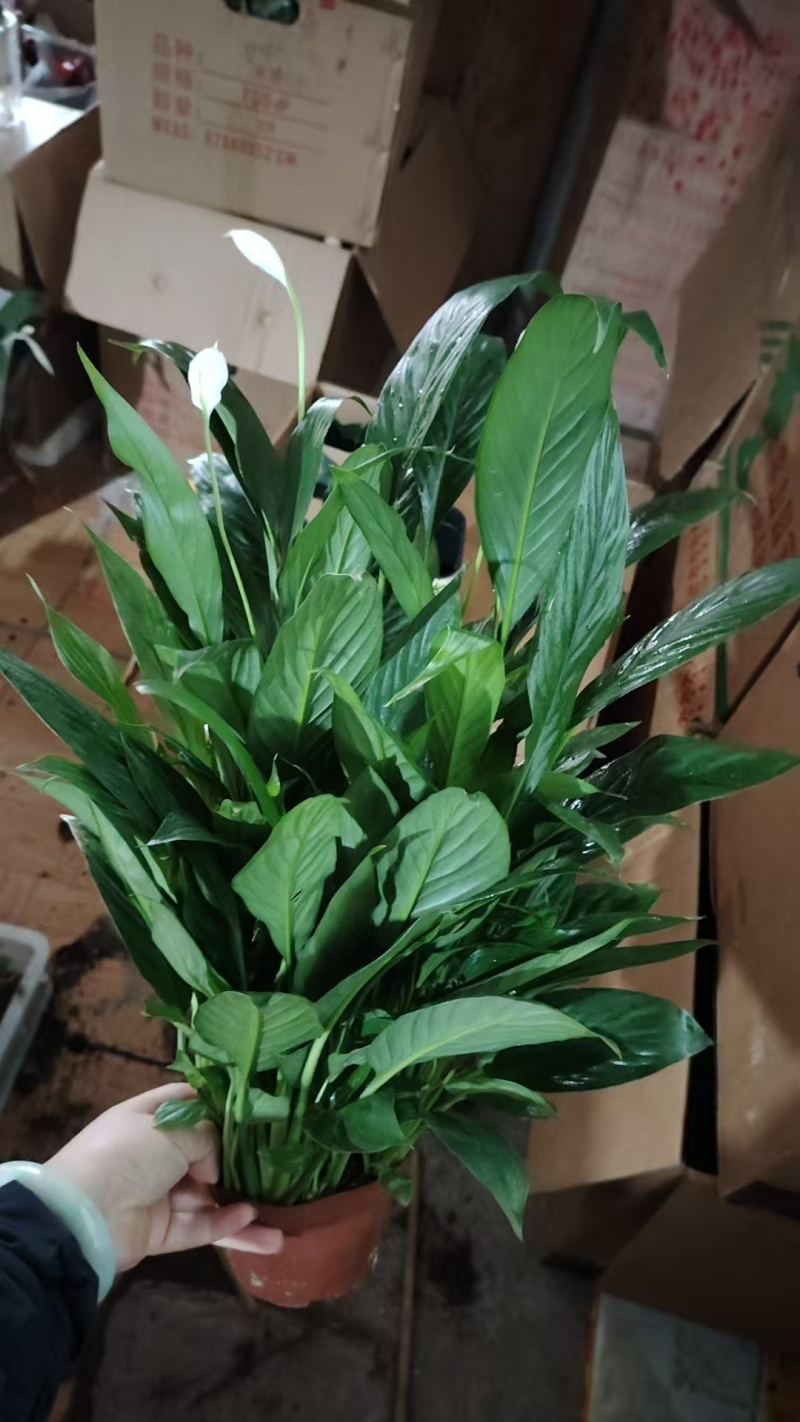 水培白掌一帆风顺桌面小盆栽水培绿植耐养包成活