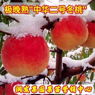 果园直发桃树苗晚熟中华二号冬桃树苗个大糖分高包品种成活率