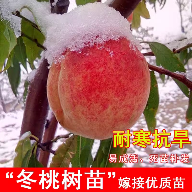 果园直发桃树苗晚熟中华二号冬桃树苗个大糖分高包品种成活率